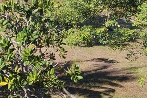 Samadhi - Outside Garden (2)