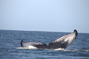 Morrumbene Beach Resort (51)