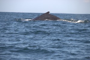 Morrumbene Beach Resort (52)