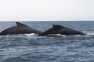 Morrumbene Beach Resort (53)