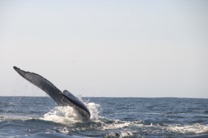 Morrumbene Beach Resort (54)