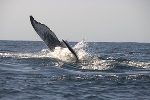 Morrumbene Beach Resort (55)