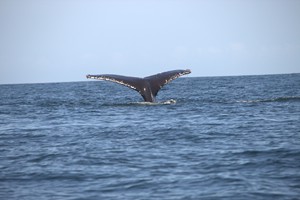 Morrumbene Beach Resort (56)