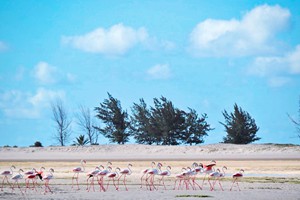 Vilanculos Activities and Attractions (15)