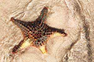 Vilanculos Activities and Attractions (22)