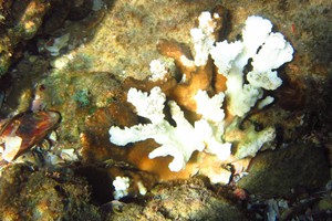 Bleached coral in the rock pool