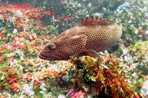honeycomb grouper
