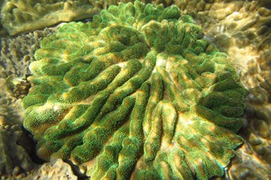 Rock pool