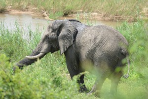 elephant-machangulo-maputo-special-reserve-1