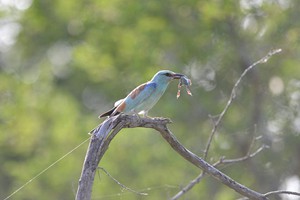 bird-watching-bird-with-frog-machangulo-monarch-maputo-special-reserve-1
