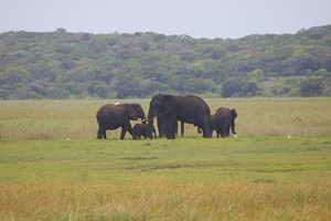 elephant-family-machangulo-maputo-special-reserve