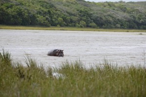 hippo-machangulo-maputo-special-reserve