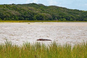hippo-swimming-machangulo-maputo-special-reserve