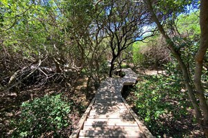 Monarch-forest-path-stairs-pool