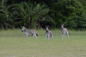 zebra-machangulo-maputo-special-reserve
