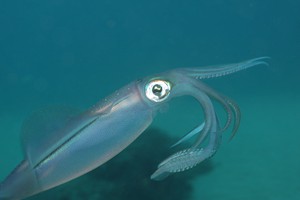 Underwater Explorers (19)