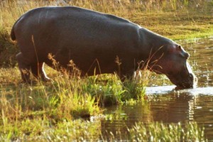 MAZI-VUWU-HIPPO-LAGOA-SUGI