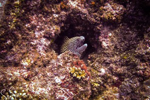 Baxio Danae