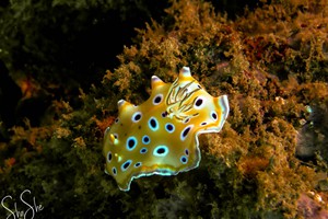 Inhaca Reserve (15)