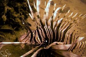 Inhaca Reserve (19)