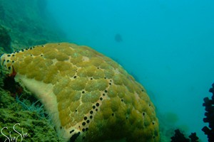 Inhaca Reserve (5)