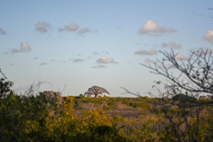 Baobabs in the bush