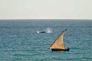 Dhow and whale