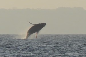 Nuarro bay whale breach