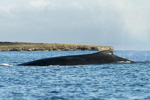 Whale in Nuarro bay