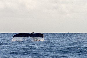 Whale tail 2