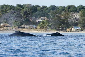 Whales at neighbouring village