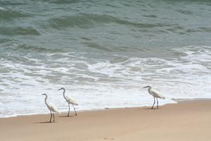 Egrets spotted along the beaches of Beira
