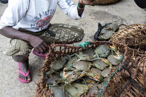 Vendor shows off freshly caught crabs often sold to restaurants along Beira's prominade