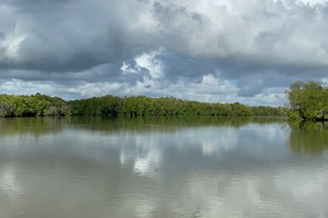 Mangroves